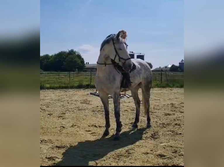 Irish Sport Horse Mare 10 years 15,2 hh Grey in Stolzenau