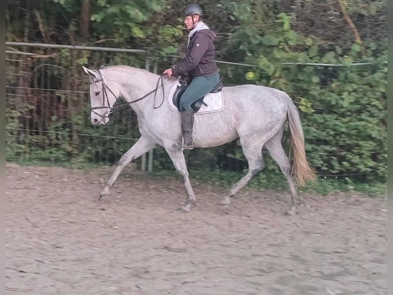 Irish Sport Horse Mare 10 years 16,1 hh Gray-Fleabitten in Lage