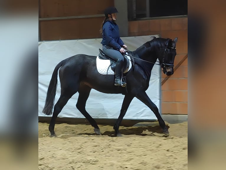Irish Sport Horse Mare 10 years 16.1 hh Smoky-Black in Lage