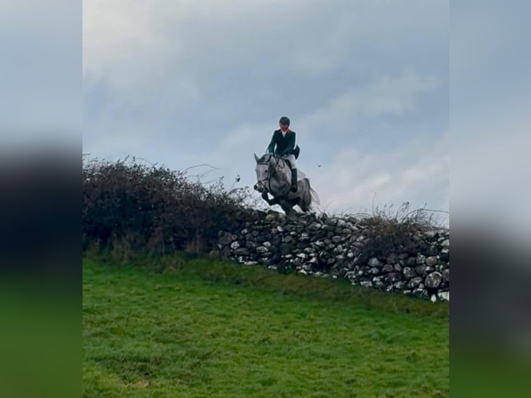 Irish Sport Horse Mare 10 years 16.2 hh Grey-Dapple in Sligo