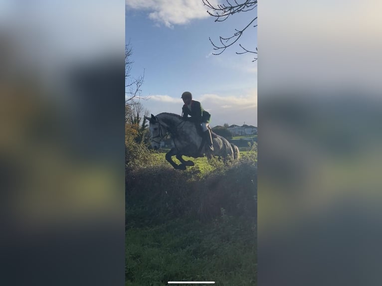 Irish Sport Horse Mare 10 years 16.2 hh Grey-Dapple in Sligo
