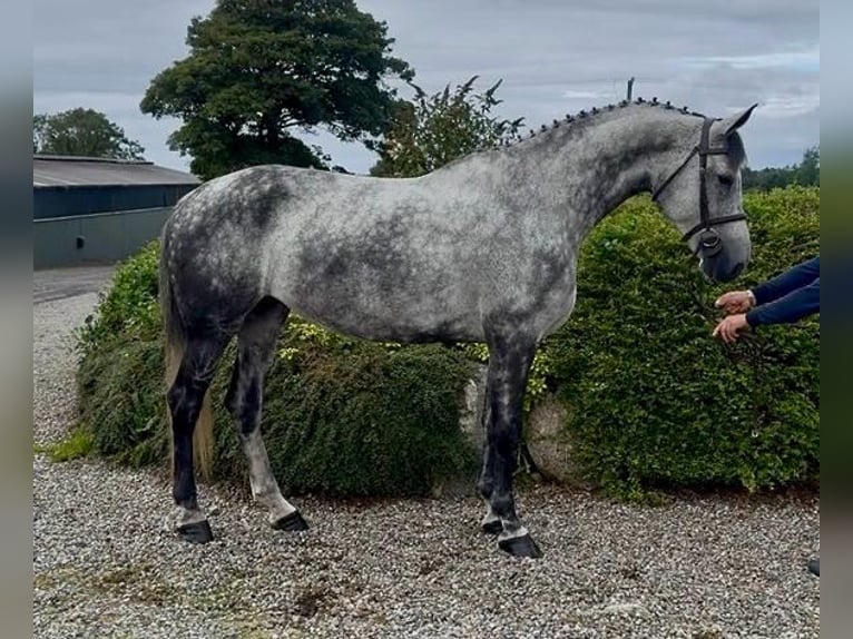 Irish Sport Horse Mare 10 years 16.2 hh Grey-Dapple in Sligo