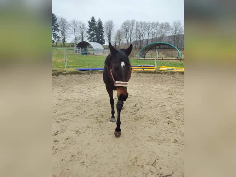 Irish Sport Horse Mare 10 years 16 hh Bay-Dark in Olsberg