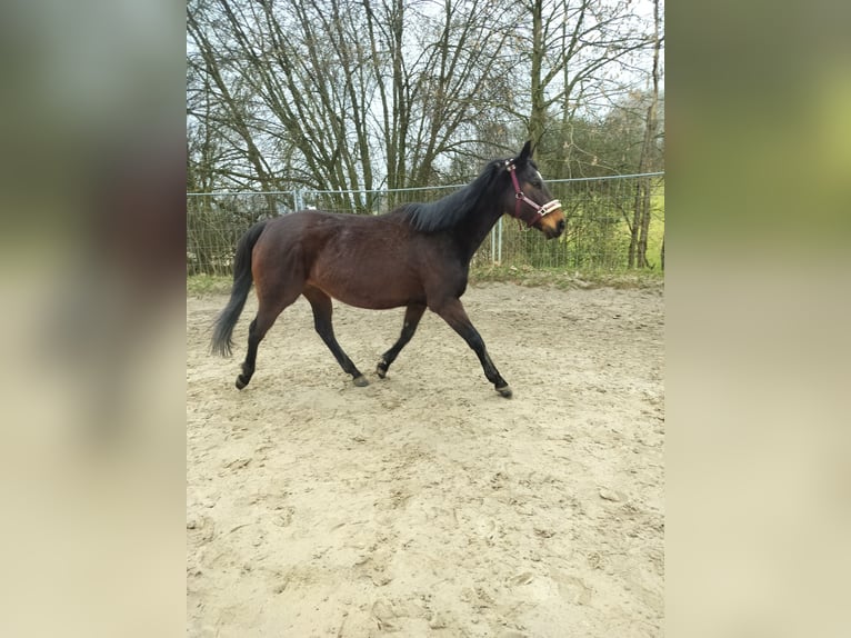 Irish Sport Horse Mare 10 years 16 hh Bay-Dark in Olsberg