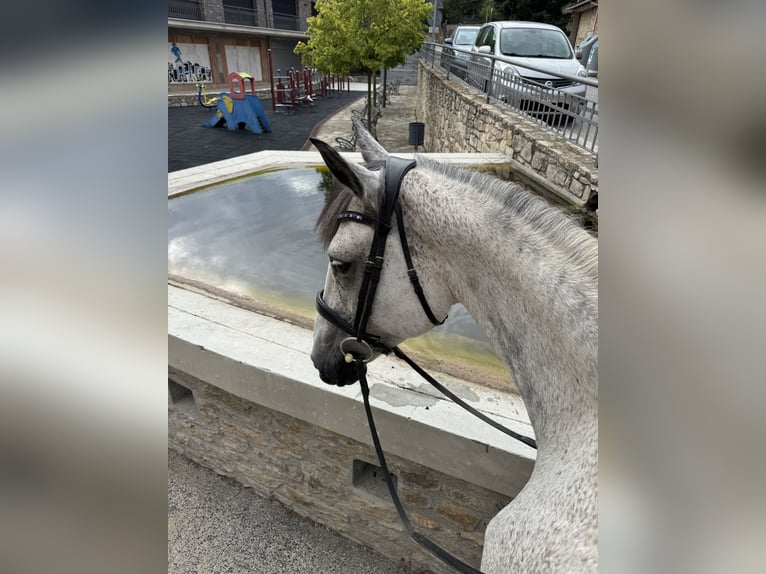 Irish Sport Horse Mare 10 years 16 hh Gray-Dapple in Lleida