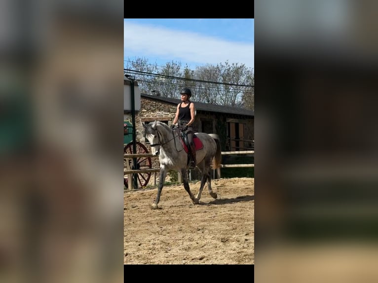 Irish Sport Horse Mare 10 years 16 hh Gray-Dapple in Lleida