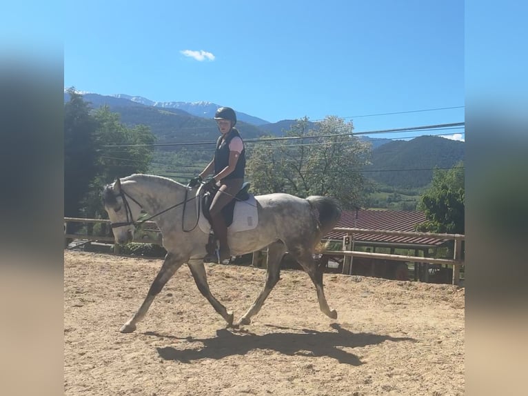 Irish Sport Horse Mare 10 years 16 hh Gray-Dapple in Lleida