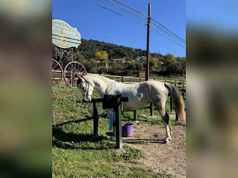 Irish Sport Horse Mare 10 years 16 hh Gray-Dapple in Lleida