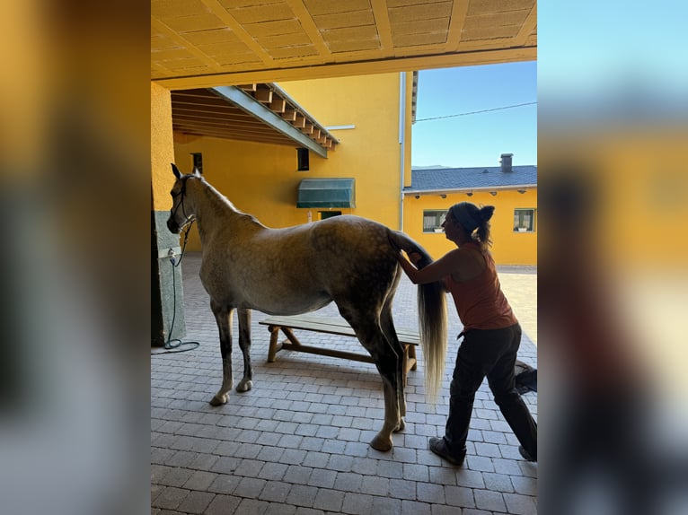 Irish Sport Horse Mare 10 years 16 hh Gray-Dapple in Lleida