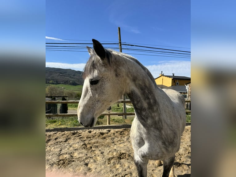 Irish Sport Horse Mare 10 years 16 hh Gray-Dapple in Lleida