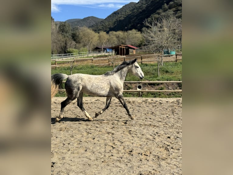 Irish Sport Horse Mare 10 years 16 hh Gray-Dapple in Lleida