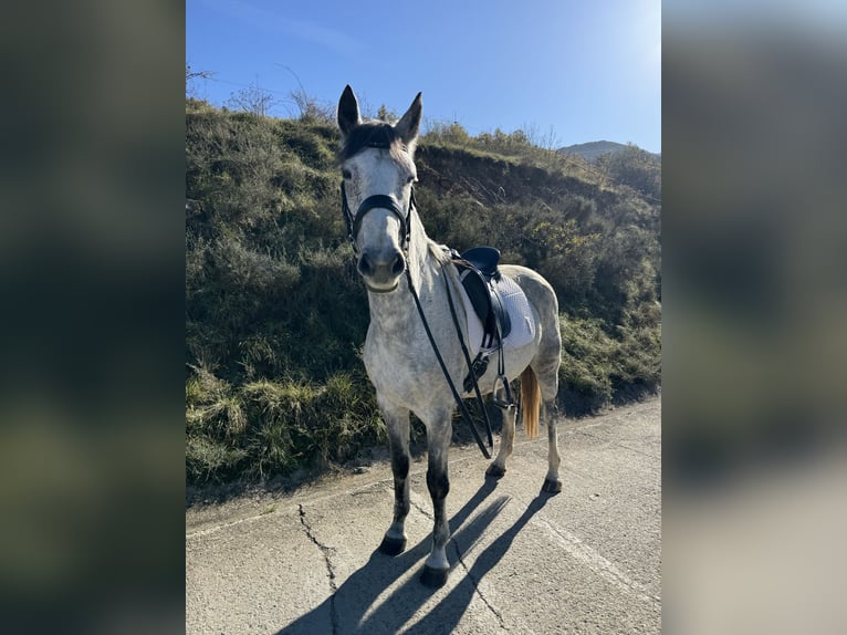 Irish Sport Horse Mare 10 years 16 hh Gray-Dapple in Lleida