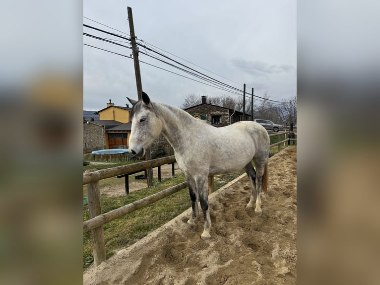 Irish Sport Horse Mare 10 years 16 hh Gray-Dapple in Lleida