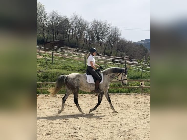 Irish Sport Horse Mare 10 years 16 hh Gray-Dapple in Lleida