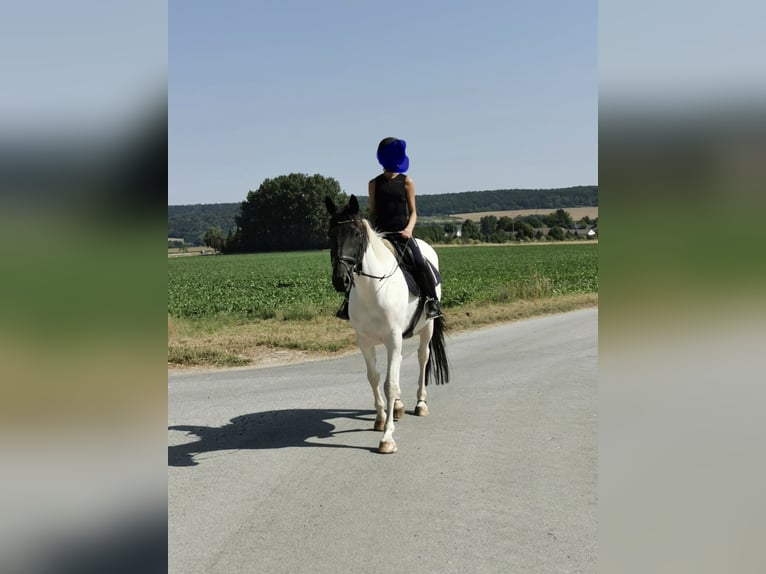 Irish Sport Horse Mare 10 years 16 hh Pinto in Nordstemmen