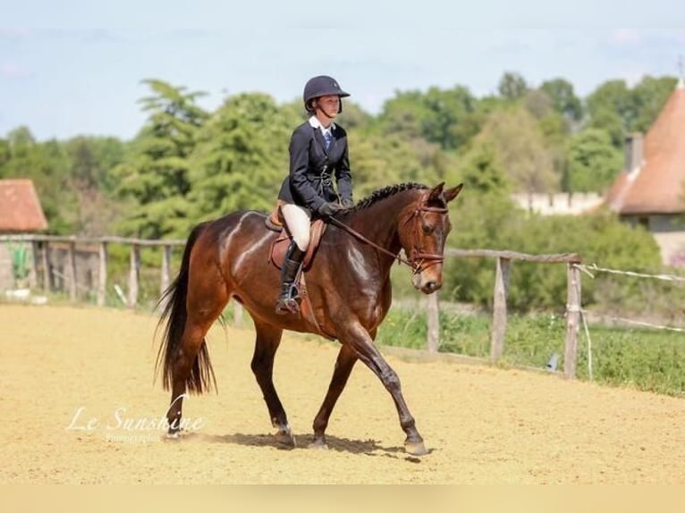 Irish Sport Horse Mare 10 years 16 hh in Auch