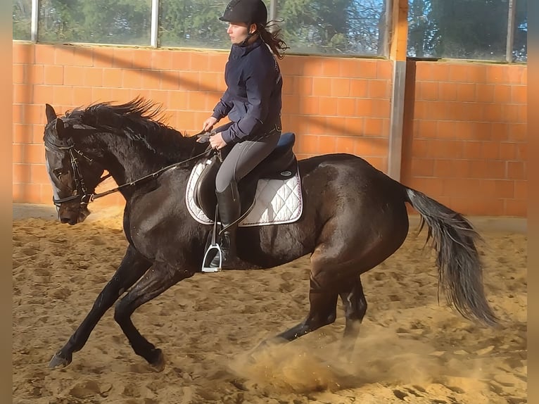 Irish Sport Horse Mare 10 years 16,2 hh Black in Lemgo