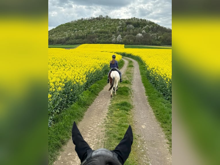 Irish Sport Horse Mix Mare 11 years 12,1 hh Pinto in Kretz