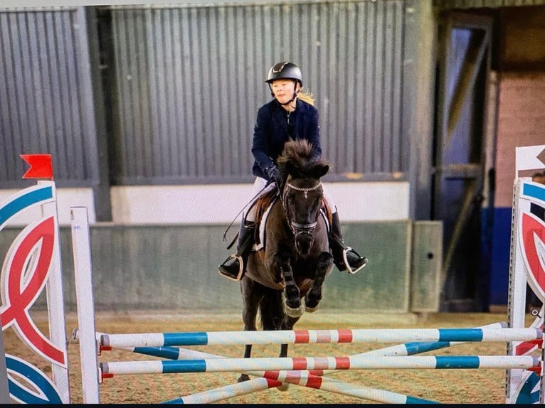 Irish Sport Horse Mare 11 years 13.3 hh Black in Astene