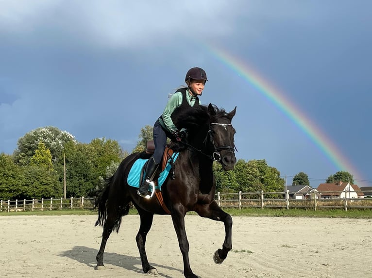 Irish Sport Horse Mare 11 years 13,3 hh Black in Astene