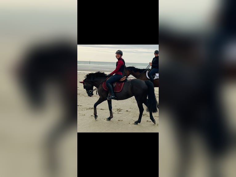 Irish Sport Horse Mare 11 years 13,3 hh Black in Astene