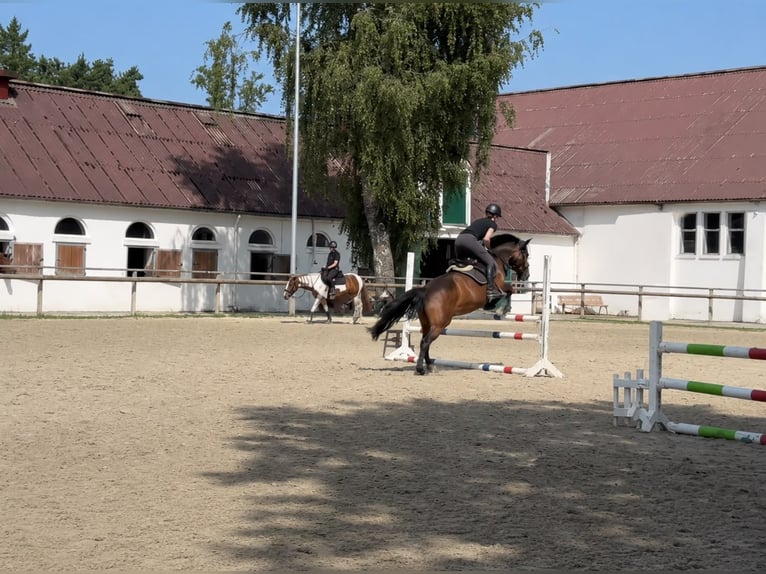 Irish Sport Horse Mare 11 years 14.2 hh Brown in Bielefeld