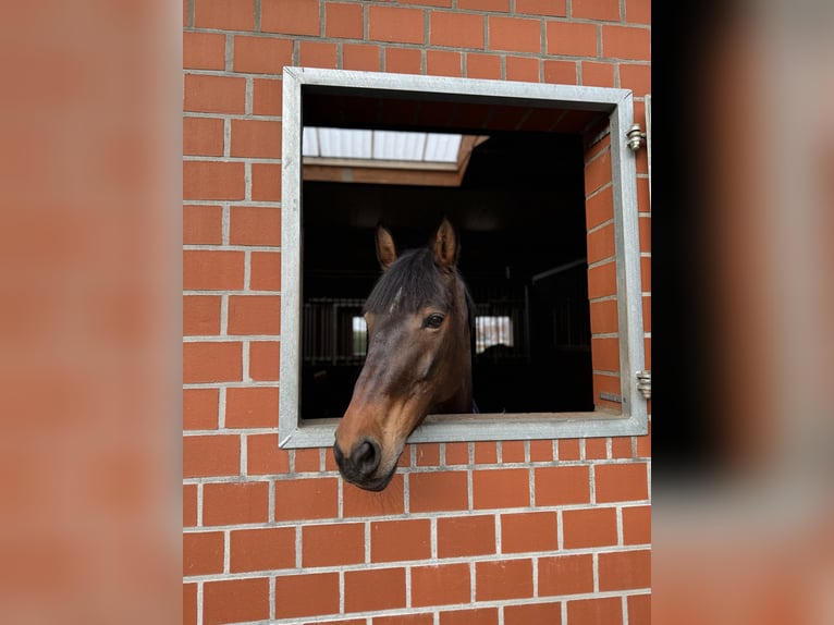 Irish Sport Horse Mare 11 years 15.1 hh Bay-Dark in Buxtehude