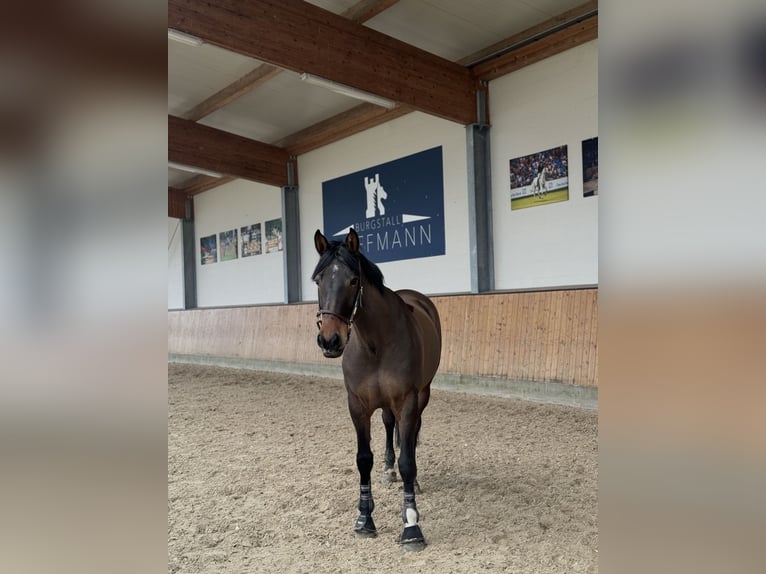 Irish Sport Horse Mare 11 years 15.1 hh Bay-Dark in Buxtehude