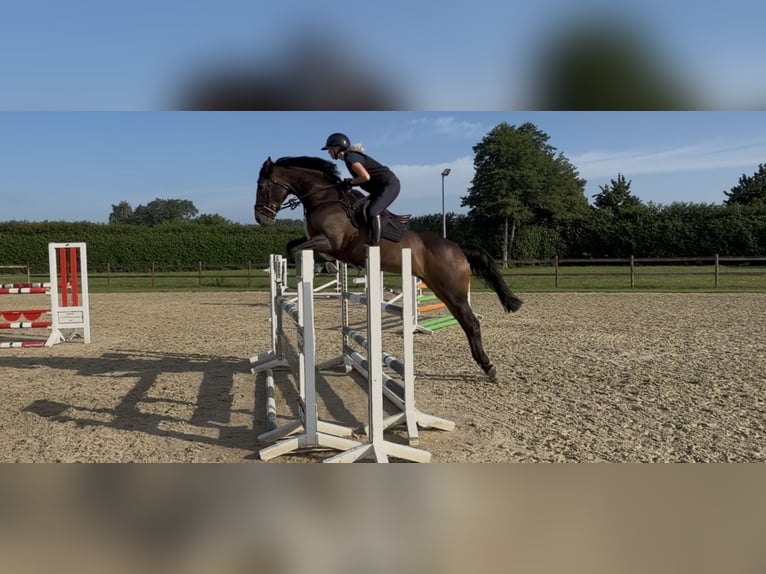 Irish Sport Horse Mare 11 years 15.1 hh Bay-Dark in Buxtehude