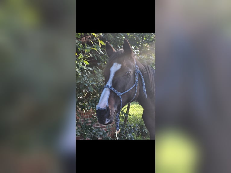 Irish Sport Horse Mare 11 years 15.1 hh Black in Dörverden