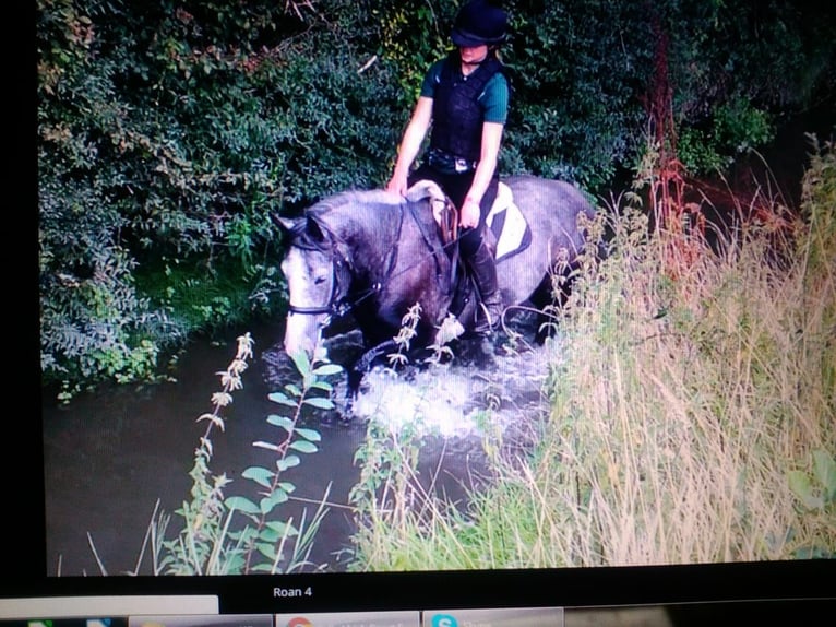 Irish Sport Horse Mare 11 years 15,1 hh Gray in Soltau