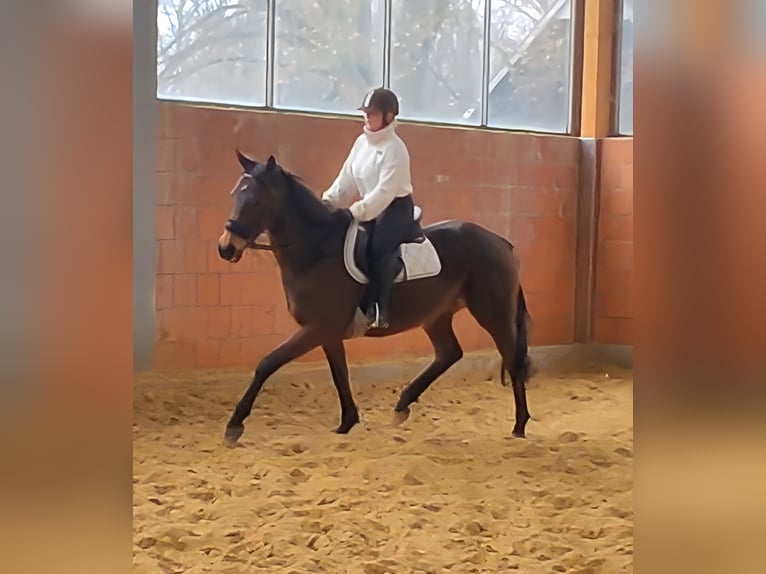 Irish Sport Horse Mare 11 years 15,2 hh Brown in Lage