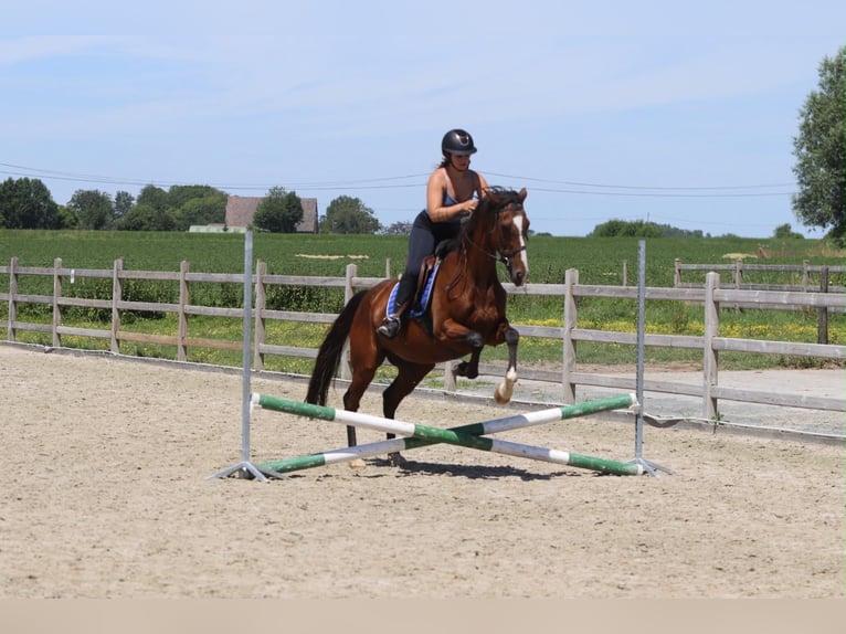 Irish Sport Horse Mare 11 years 15.2 hh Brown in Pepingen