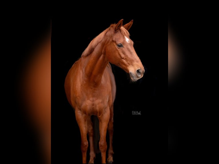 Irish Sport Horse Mare 11 years 15,2 hh Chestnut-Red in Neuss