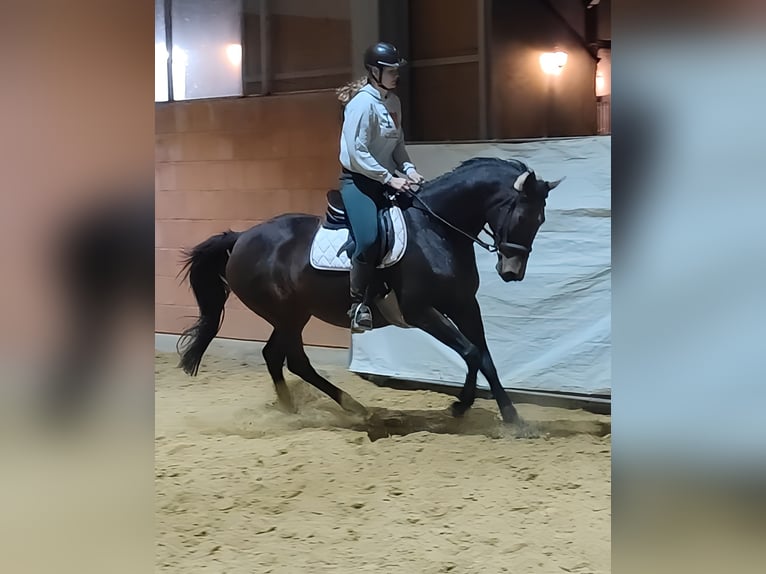 Irish Sport Horse Mare 11 years 15,2 hh Smoky-Black in Lage