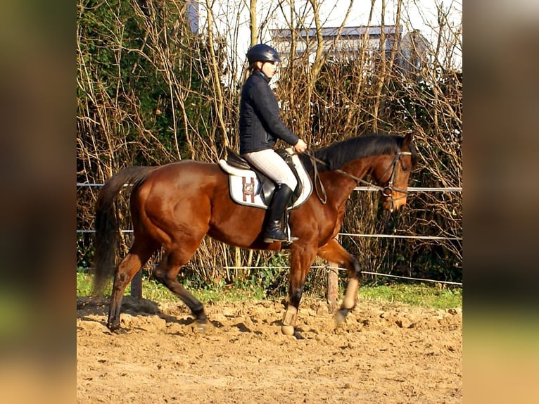 Irish Sport Horse Mare 11 years 15 hh Brown in Velpke