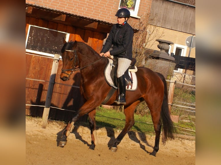 Irish Sport Horse Mare 11 years 15 hh Brown in Velpke