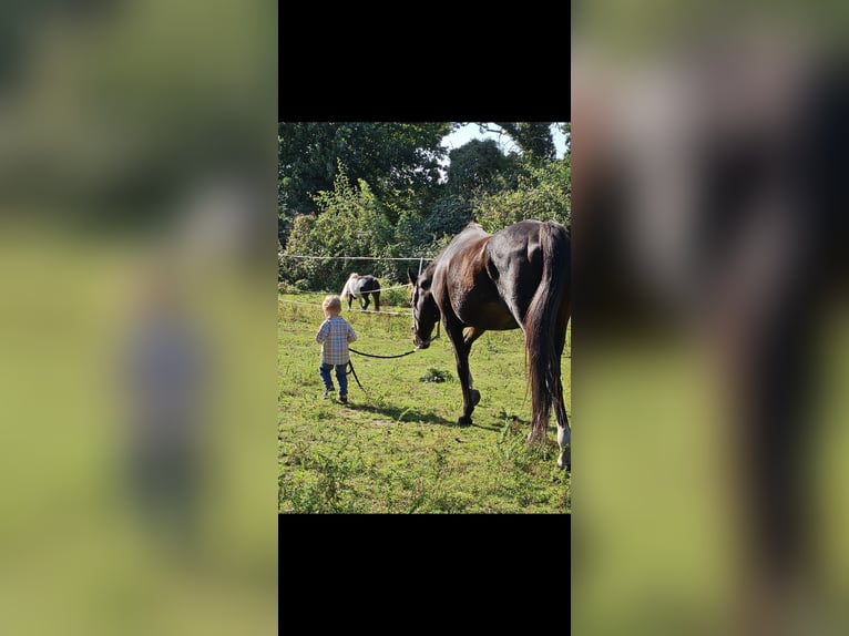 Irish Sport Horse Mare 11 years 15,1 hh Black in Dörverden