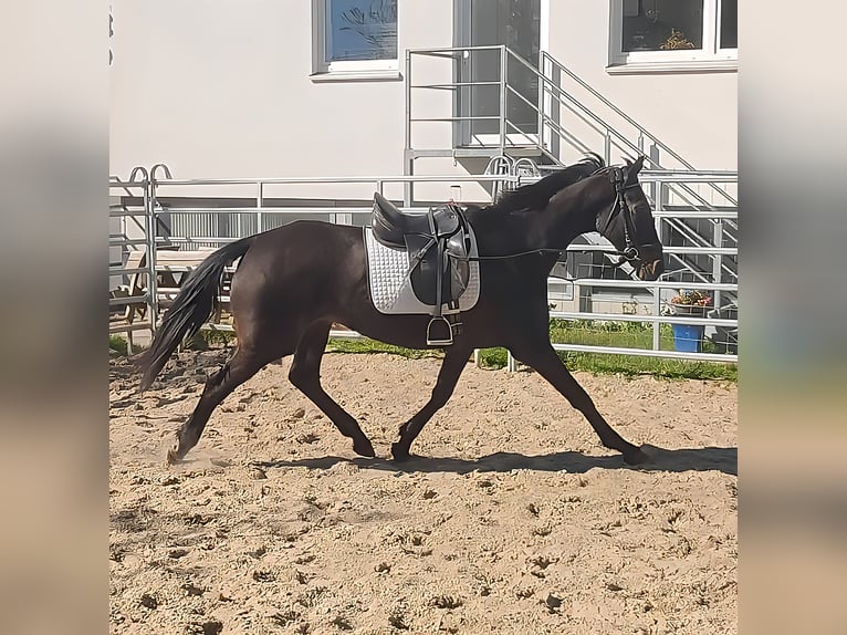 Irish Sport Horse Mare 11 years 16.1 hh Bay-Dark in Blomberg