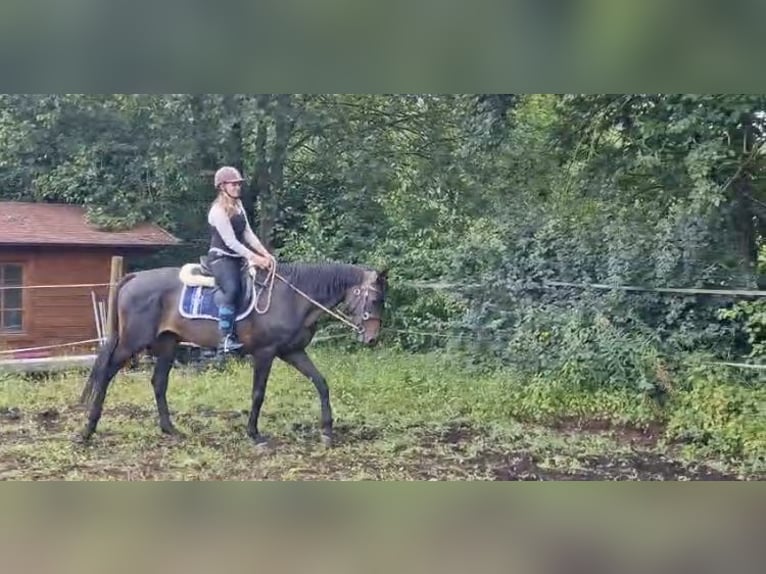 Irish Sport Horse Mare 11 years 16 hh Brown in Niedenstein