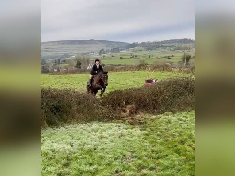 Irish Sport Horse Mare 11 years 16 hh Brown in Sligo