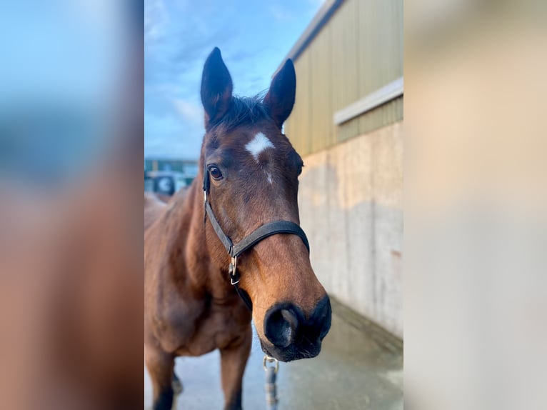 Irish Sport Horse Mare 11 years 16 hh Brown in Sligo