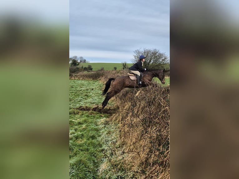 Irish Sport Horse Mare 11 years 16 hh Brown in Sligo