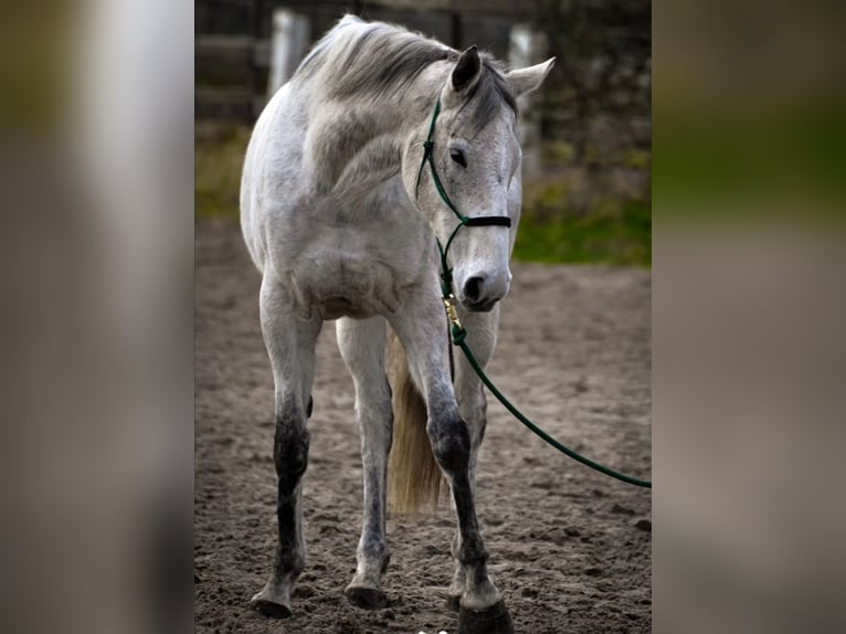 Irish Sport Horse Mare 11 years 16 hh Grey in Mittenwalde