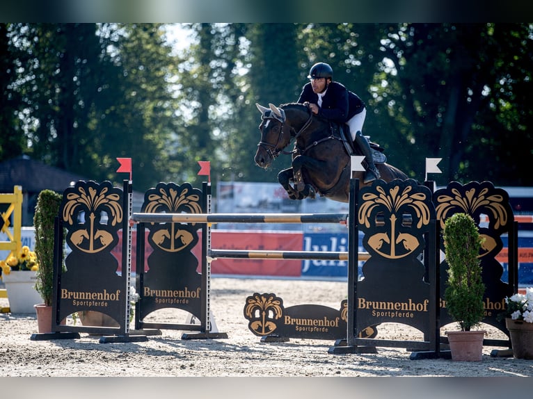 Irish Sport Horse Mare 11 years 16,1 hh Bay-Dark in Utting am Ammersee