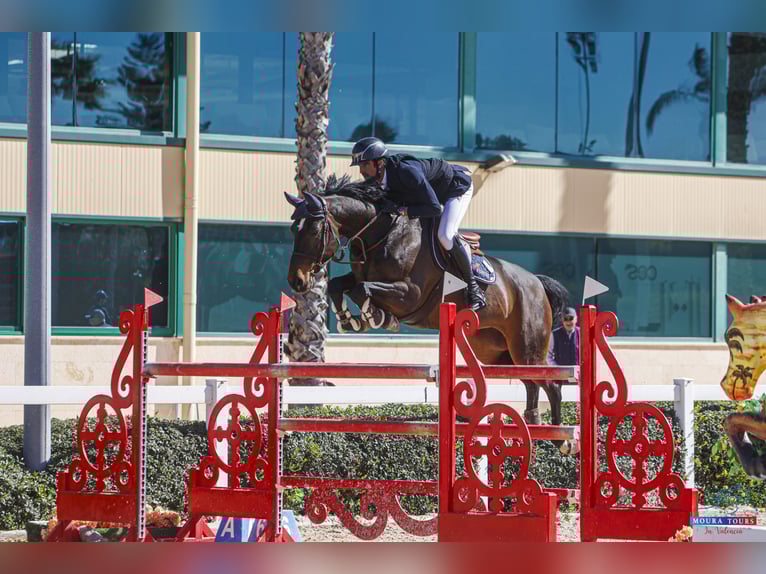 Irish Sport Horse Mare 11 years 16,1 hh Bay-Dark in Utting am Ammersee