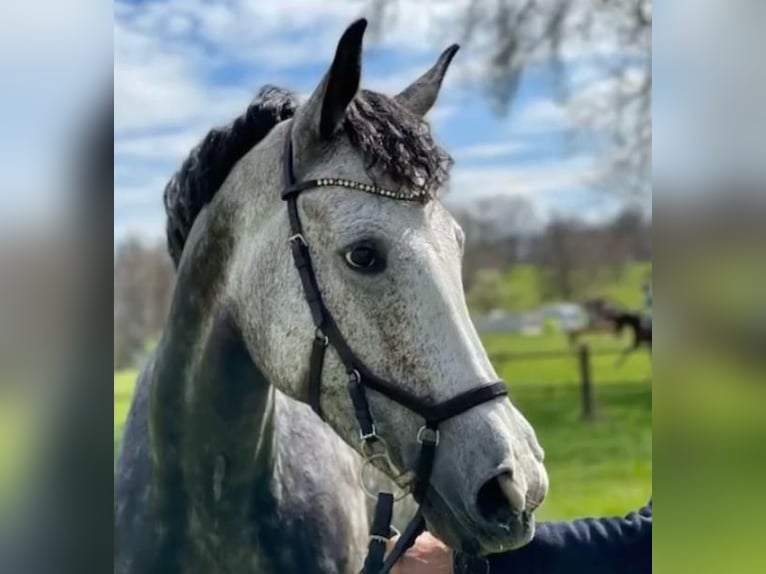 Irish Sport Horse Mare 11 years 17 hh Grey in Bredebro