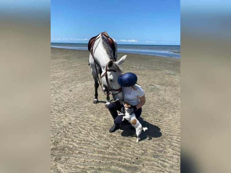 Irish Sport Horse Mare 11 years 17 hh Grey in London