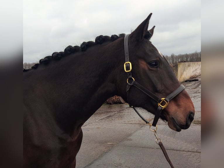 Irish Sport Horse Mare 11 years 17,1 hh Brown in Hoornsterzwaag