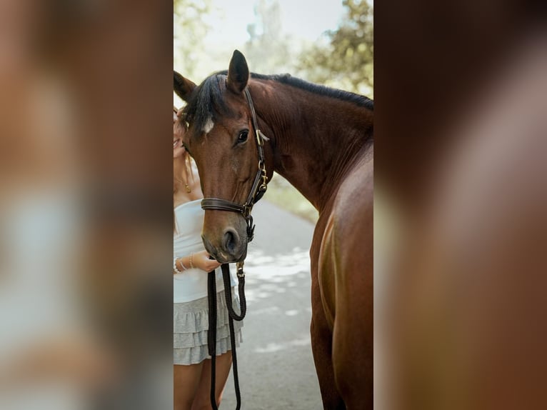 Irish Sport Horse Mare 12 years 14.1 hh Brown-Light in Osnabrück